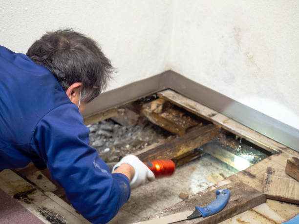 Best Mold Remediation  in Dravosburg, PA