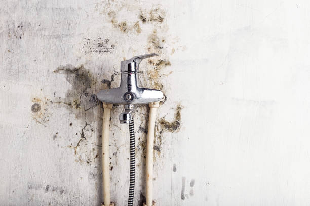 Best Residential Mold Removal  in Dravosburg, PA