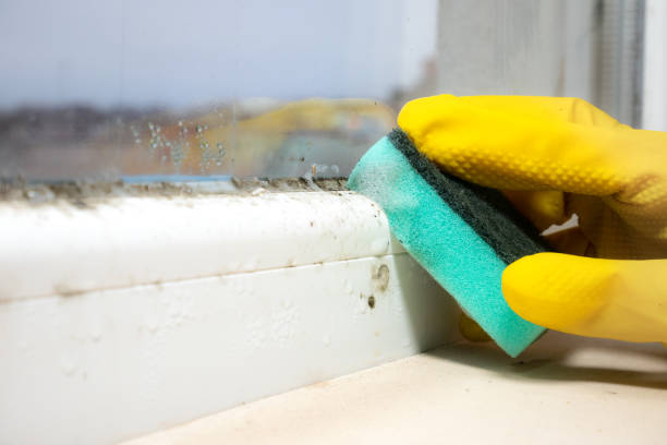 Best Fast Mold Removal  in Dravosburg, PA