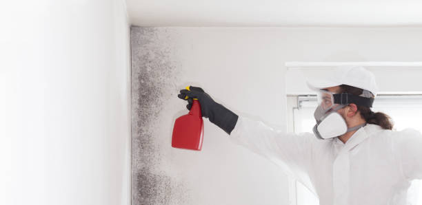 Best Crawl Space Mold Removal  in Dravosburg, PA