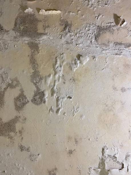 Best Fast Mold Removal  in Dravosburg, PA