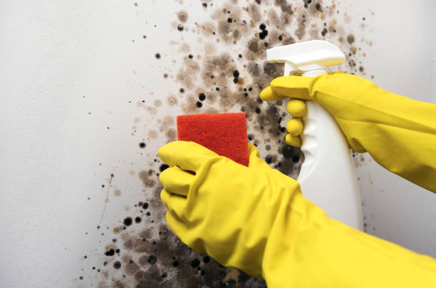 Best Attic Mold Removal  in Dravosburg, PA