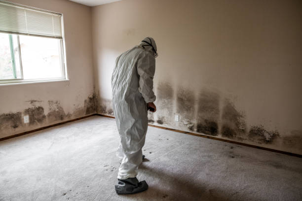 Home Mold Removal in Dravosburg, PA