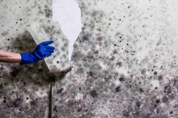 Best Emergency Mold Removal  in Dravosburg, PA