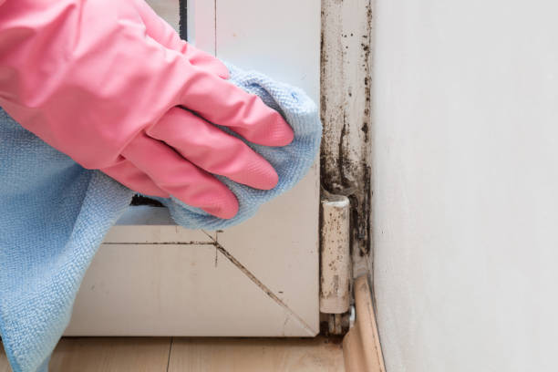 Best Affordable Mold Removal  in Dravosburg, PA