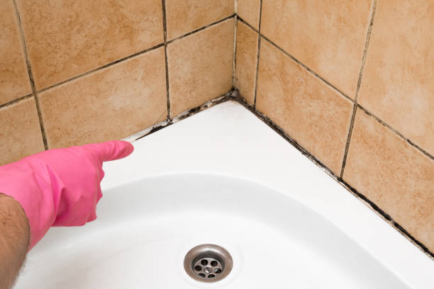 Best Best Mold Removal Companies  in Dravosburg, PA
